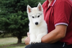 Yoko 3 miesiące